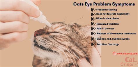 types of cat eye|pictures of cat eye conditions.